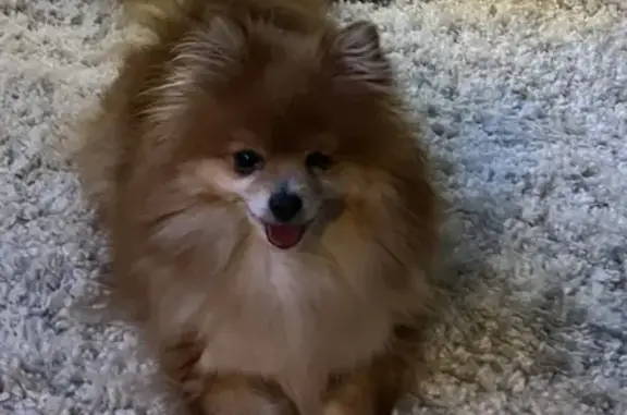 Lost Dog on Mountain Meadow Rd, Crowley