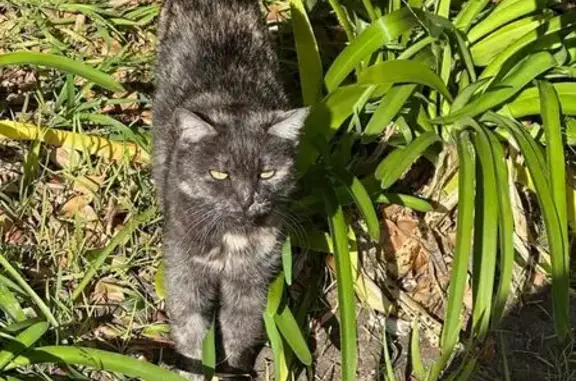 Found: Friendly Cat Roaming Malabar Rd