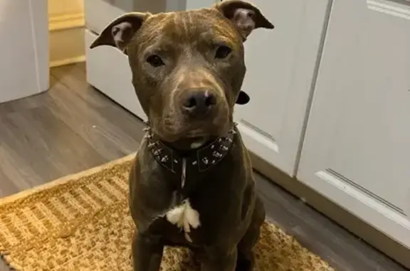 Lost Grey Pitbull on Oakwood Ave