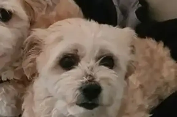 Lost Friendly White Dog on Comanche Rd
