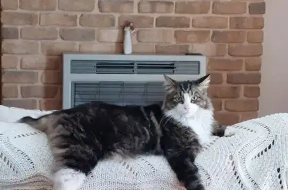 Lost Tortoiseshell Cat in Campbelltown