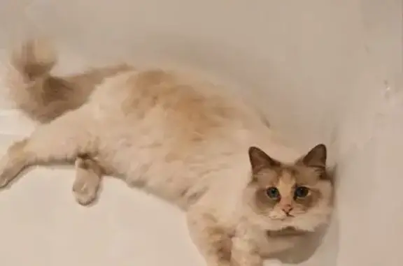 Chat perdu, , photo: Chatte perdue à Ferrière-la-Petite