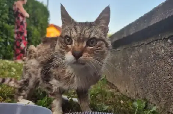 Chat sociable trouvé, maigre - Rue des Peupliers - photo