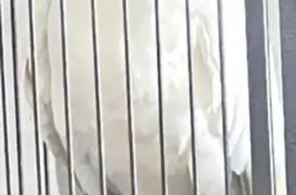 Help Find Sniper: Lost Yellow Cockatoo
