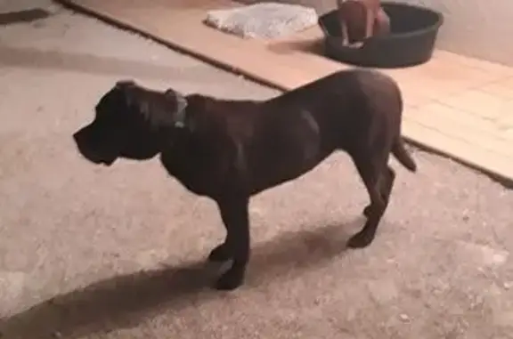Chien trouvé Vourey, photo: Chienne Cane Corso trouvée à Vourey