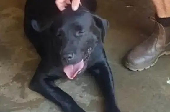 Lost Black Lab: Call Peter or...