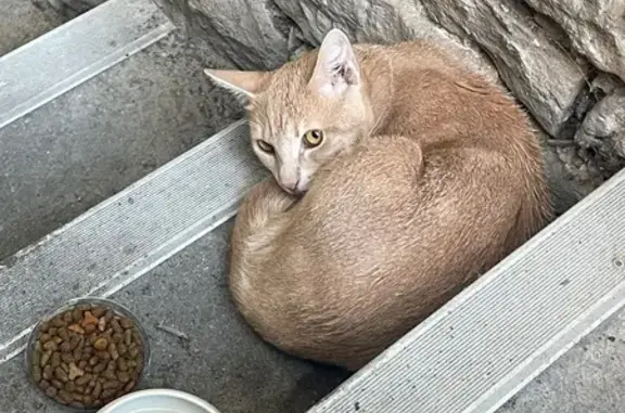 Chat trouvé Rue de Belfort, Besançon - photo
