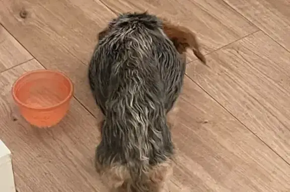 Chien amaigri trouvé à Thue et Mue - photo