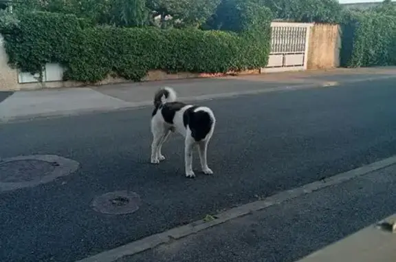 Chien Akita errant, rue Maurice Chauvet - photo