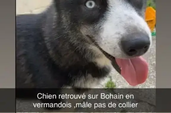 Chien trouvé Bohain-en-Vermandois, photo: Husky noir et blanc trouvé à Bohain-en-Verm.
