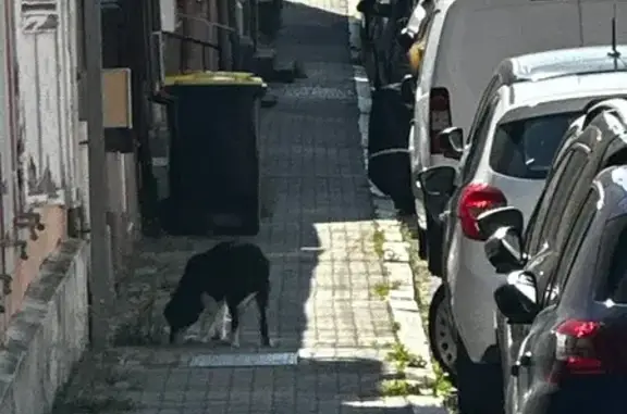 Animaux trouvés Saverne, photo: Chien peureux trouvé Rue Neuve, Saverne