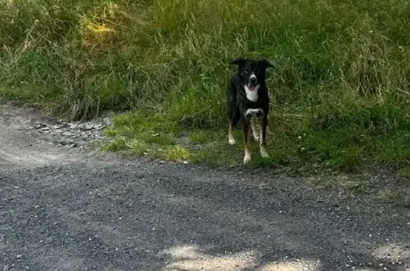 Chien mâle fauve trouvé à Chirassimont - photo