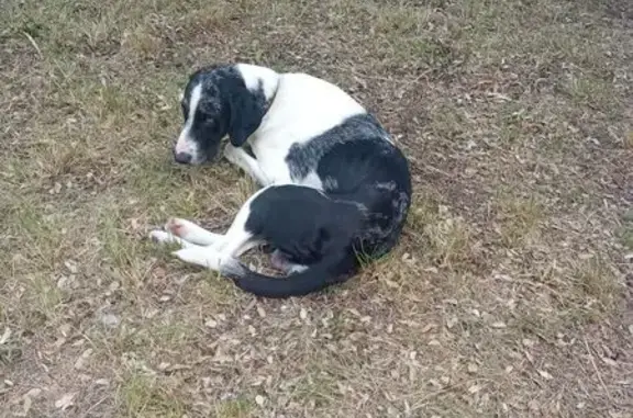Chien noir et blanc perdu à Cornillon-Confoux - photo