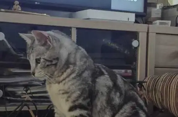 Animaux perdus Pépieux, photo: Chat perdu, castré et pucé à Pépieux