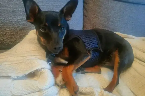 Chien trouvé Matha, photo: Pinscher femelle trouvée à Matha