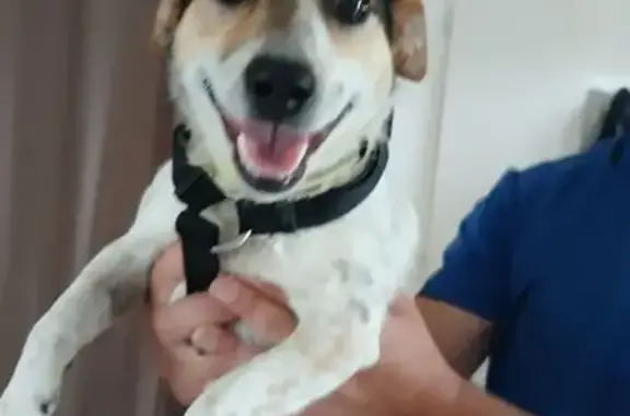 Chien trouvé Châtellerault, photo: Chien trouvé : Jack Russel tricolore