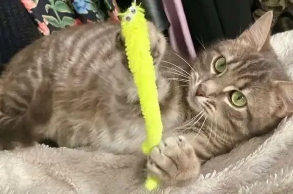 Animaux perdus Aubière, photo: Chat perdu, craintif, sans collier, Aubière