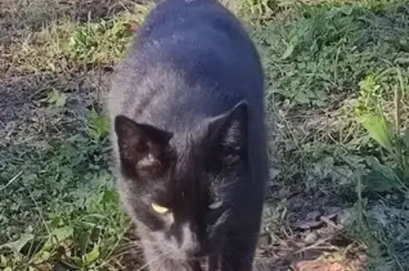 Chat perdu, Cransac, photo: Chat noir perdu à Cransac, aidez-nous !