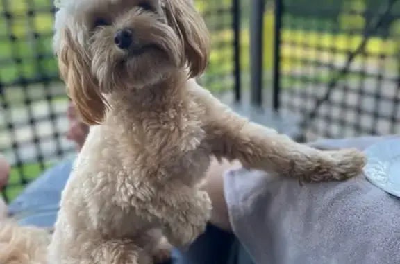 Lost and found pets Eden Prairie, photo: Lost Tiny Cream Dog in Eden Prairie