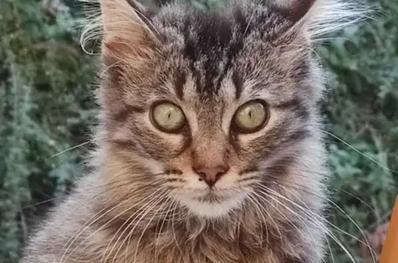 Chat Sokoké perdu à Vierzon - photo
