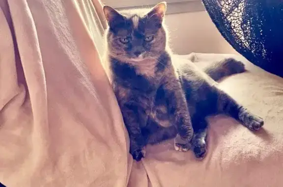 Chat perdu, Égriselles-le-Bocage, photo: Skunky, chatte perdue à Égriselles-le-Bocage