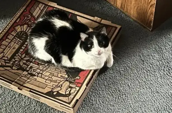 Lost Cow Cat: Morrill Rd, Hooksett