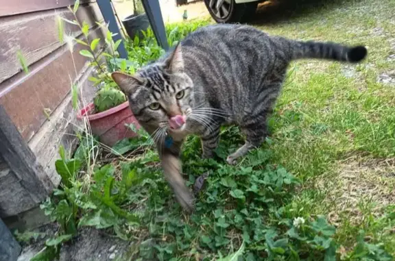 Chat perdu, Sainte-Féréole, photo: Chat perdu, collier bleu, Sainte-Féréole