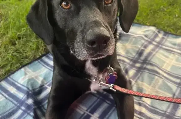 Lost Lab Mix: Black Coat, White Paws