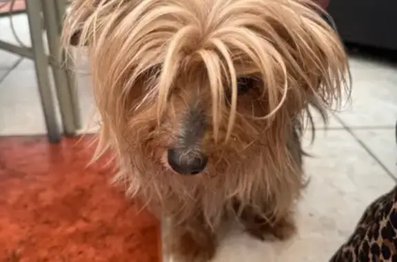 Chien trouvé Hautmont, photo: Chien docile trouvé, harnais bleu-noir