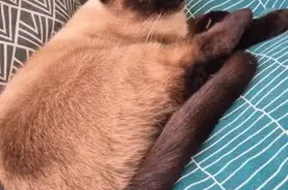 Chat perdue, craintive, sans collier - photo