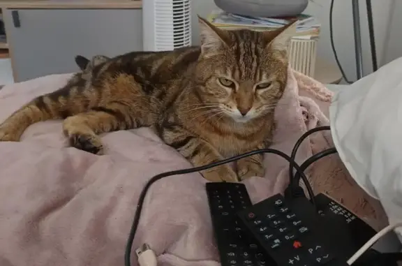 Chatte tigrée perdue à Maromme - photo