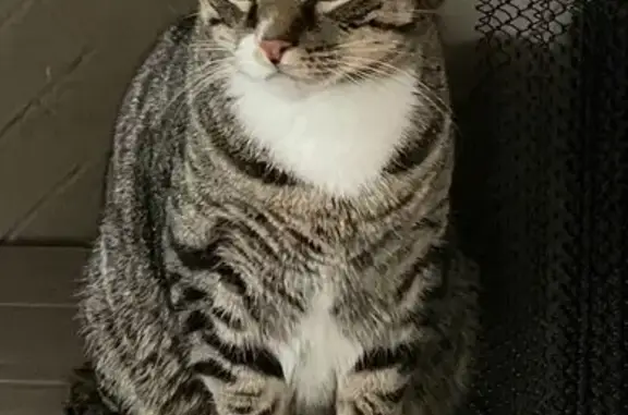 Help Find Our Missing Tabby in Athens!