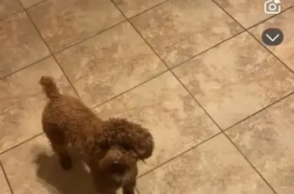 Lost pets Portage, photo: Lost Toy Poodle: Brown with White Patch