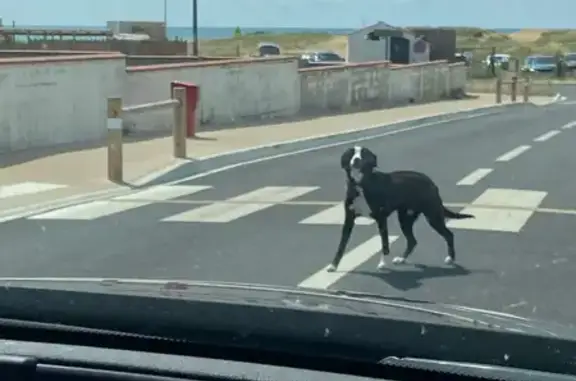 Animaux trouvés Bretignolles-sur-Mer, photo: Chien noir et blanc inquiet à Bretignolles