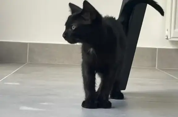 Chaton noir trouvé à Locminé - photo