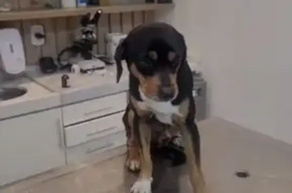 cachorro encontrada