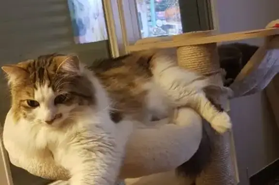 Chat perdu : Grand, gentil, malade, Froberville - photo