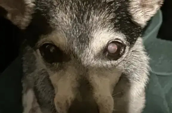 Found pets Oklahoma City, photo: Elderly Tricolor Dog Found on Classen Dr