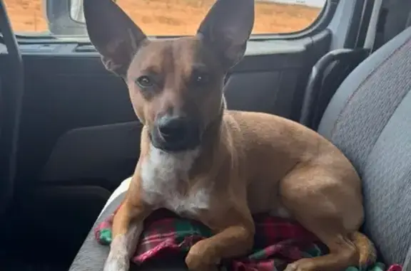 Lost: Brown Dog with Unique Markings