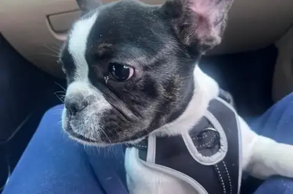 Help Find Chapo: Lost Dog in Greensboro