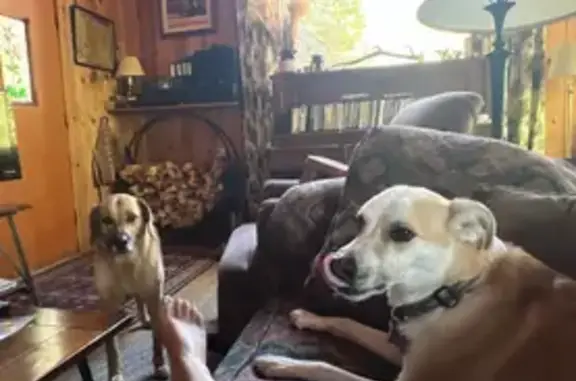 Lost Dogs: Waylon & Brody in Allenspark