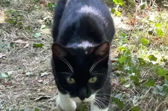 Chat trouvé La Suze-sur-Sarthe, photo: Chat noir et blanc trouvé à La Suze-sur-Sarthe