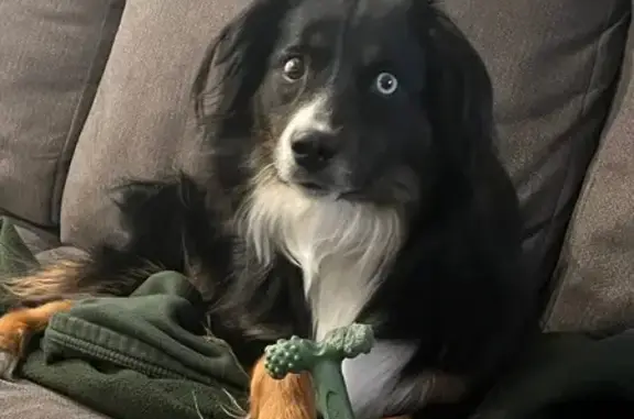 Lost and found pets , photo: Lost Shy Black Dog - Richmond, Utah