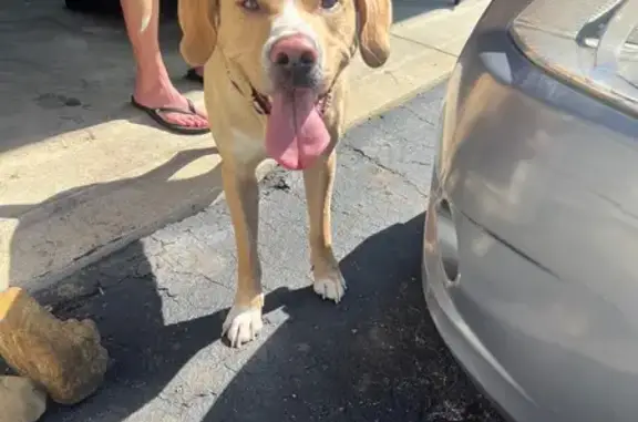 Found dog Columbus, photo: Found: Tan Puppy with White Markings