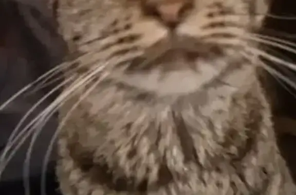 Lost Cat Near U.S. 12 in Randle, WA