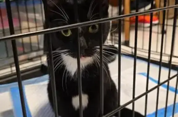 Found: Friendly Neutered Tuxed...