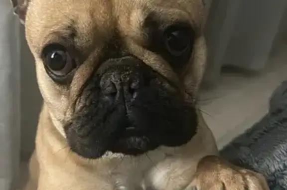 Perro Perdido: Bulldog Francés en Yeles