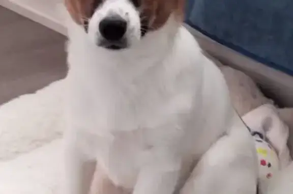 Chien perdu Soues, photo : Chien perdue : Jack Russell croisée Papillon