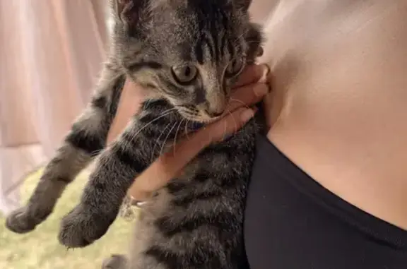 Chat trouvé Cognac, photo: Chaton tigré femelle trouvé à Cognac