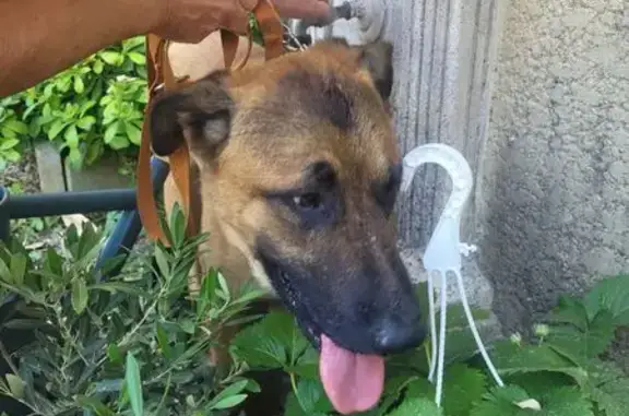 Chien trouvé Gignac-la-Nerthe, photo: Chien trouvé à Gignac-la-Nerthe